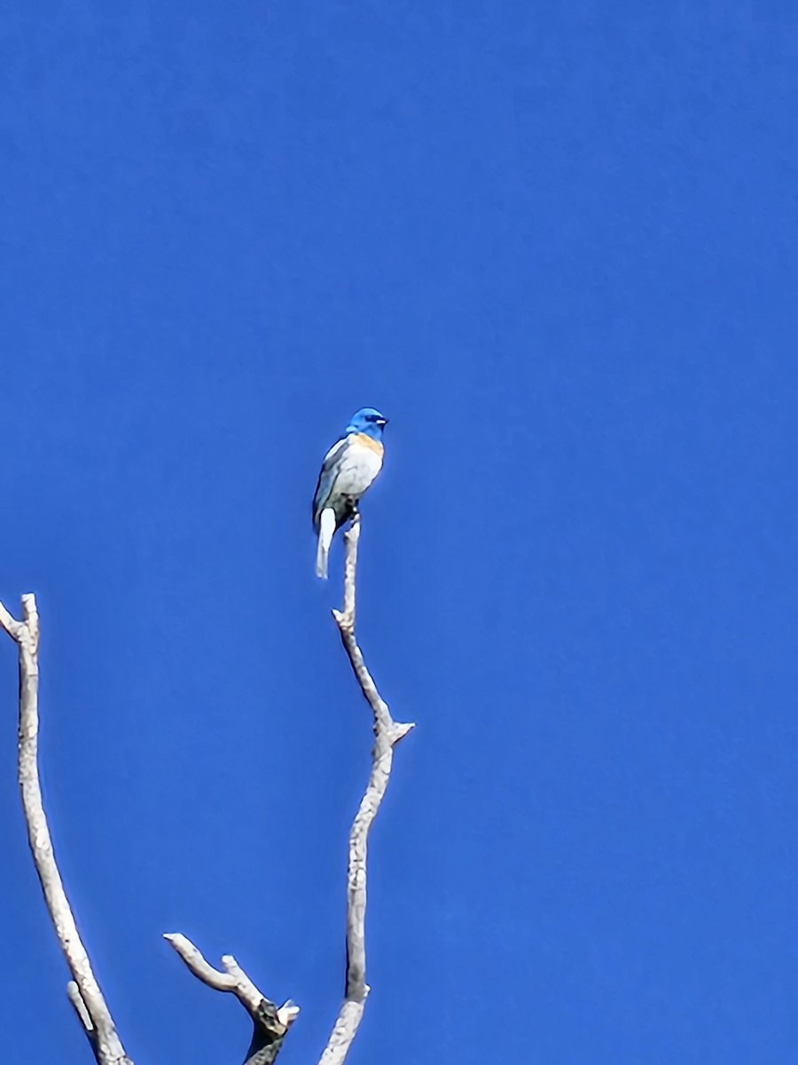 Lazuli Bunting - ML590595261