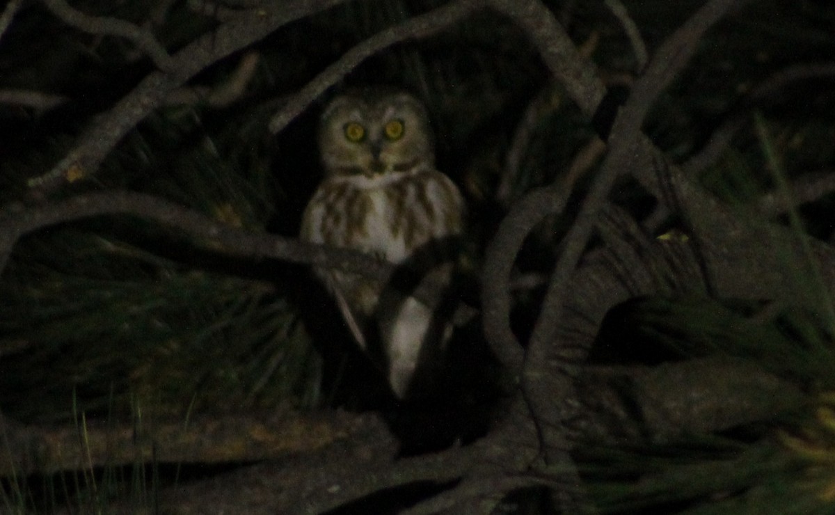 Northern Saw-whet Owl - ML59059661