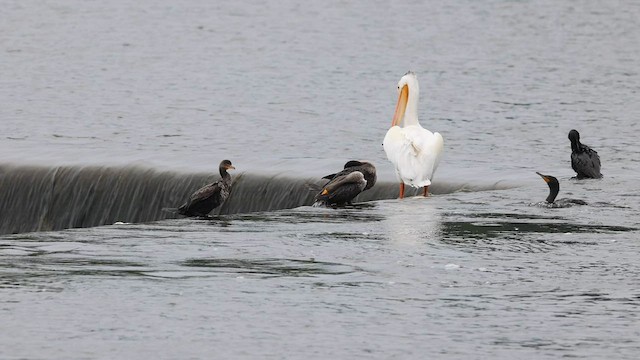 American White Pelican - ML590598011