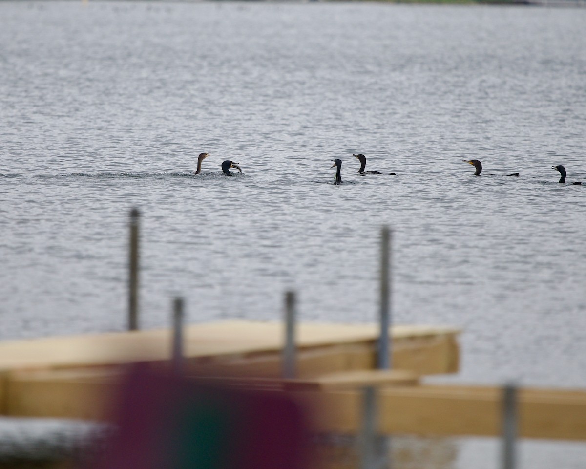 Double-crested Cormorant - ML590598301