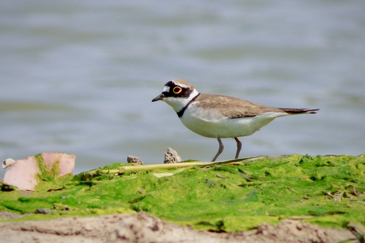 Little Ringed Plover - ML590598501