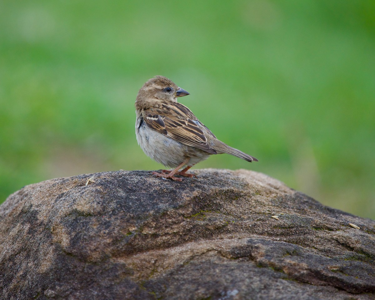 House Sparrow - ML590598561