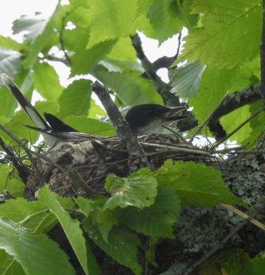 Eastern Kingbird - ML590599831