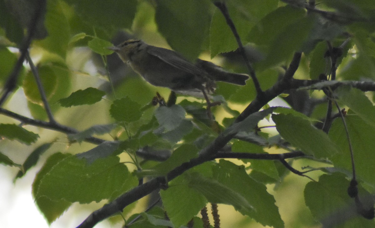 Worm-eating Warbler - ML590600111