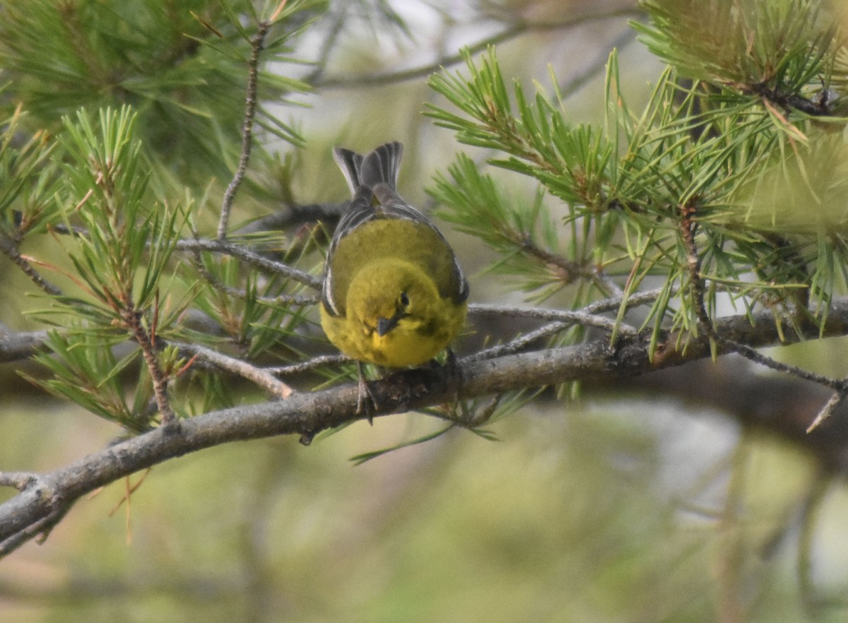 Pine Warbler - ML590600251