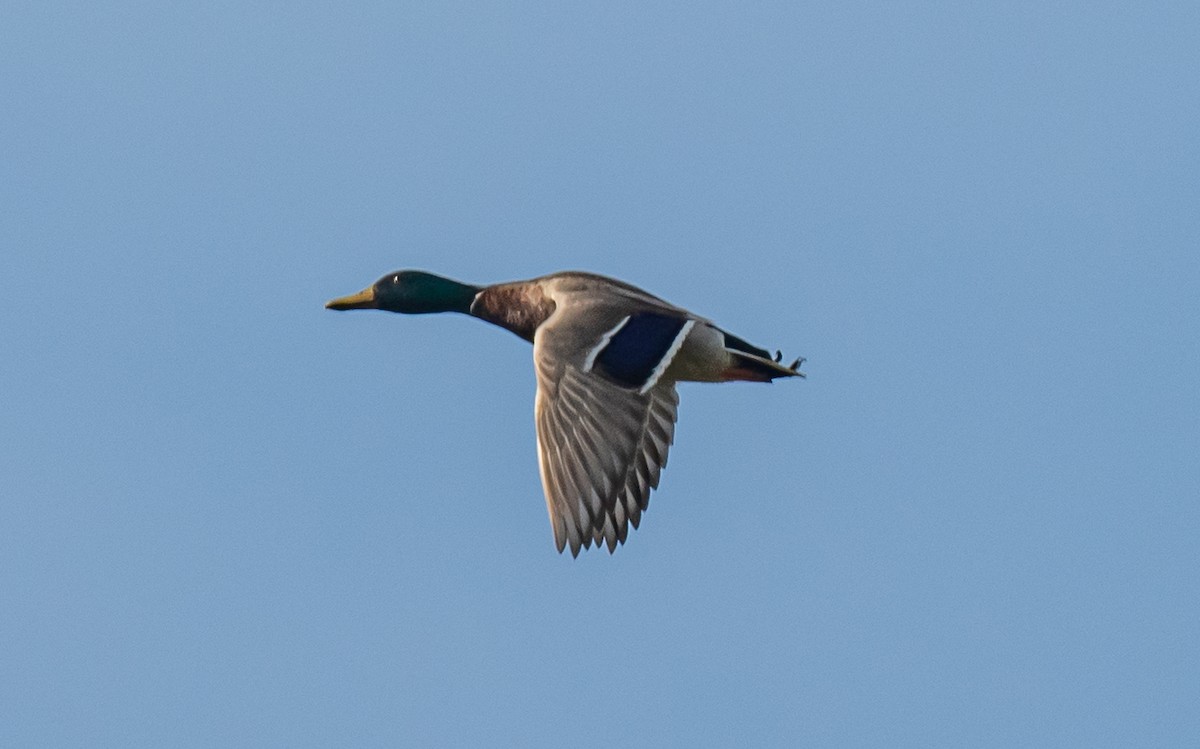 Mallard - ML590600631