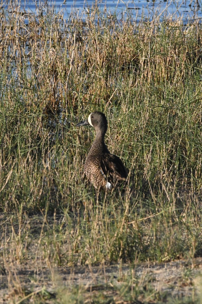 Blue-winged Teal - ML590601211