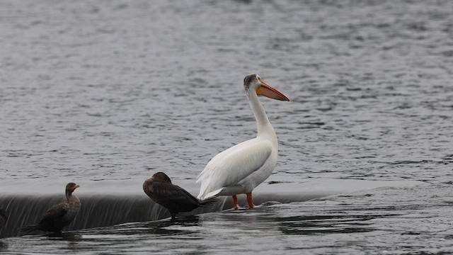 American White Pelican - ML590601931