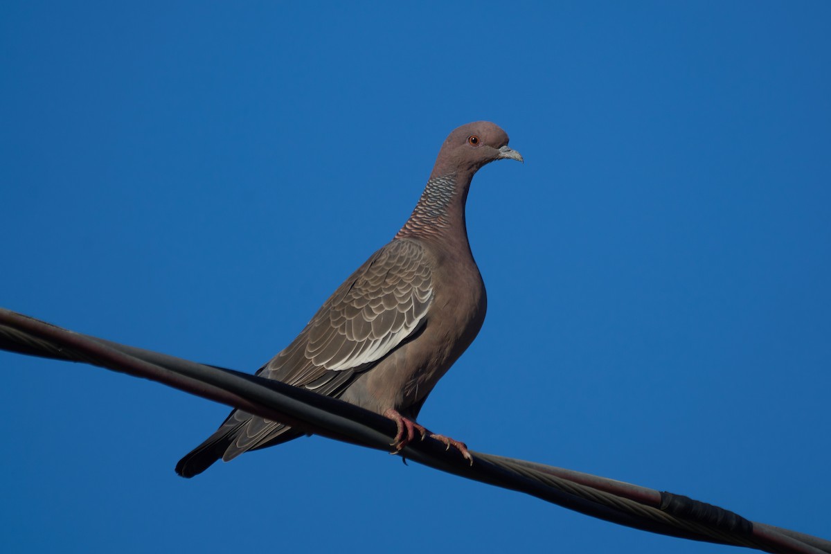 Pigeon picazuro - ML590602021