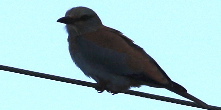 European Roller - ML590602061