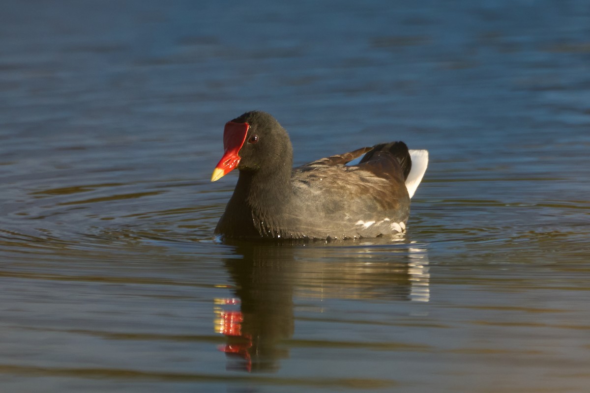 Common Gallinule - Daniel Alfenas