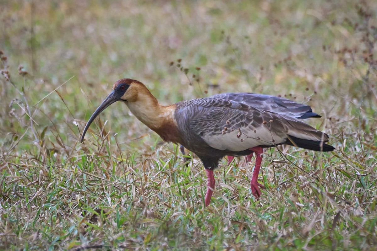 ibis bělokřídlý - ML590602151