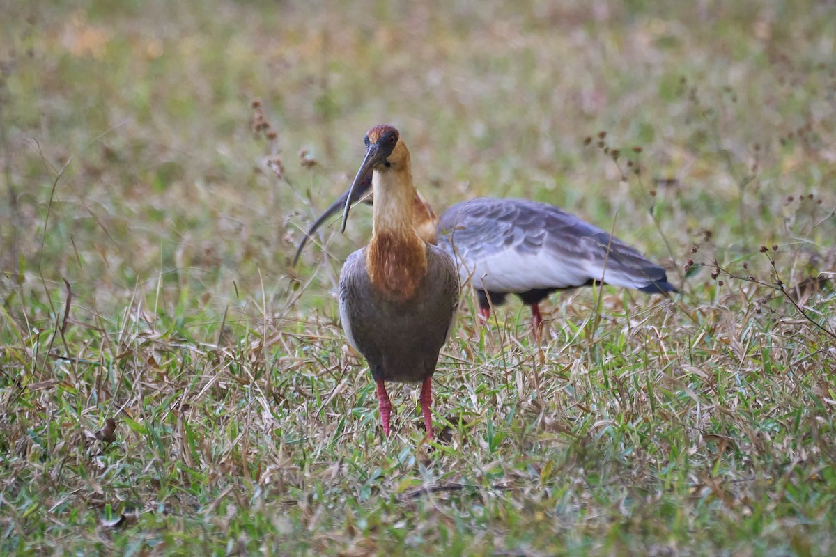 Buff-necked Ibis - Daniel Alfenas