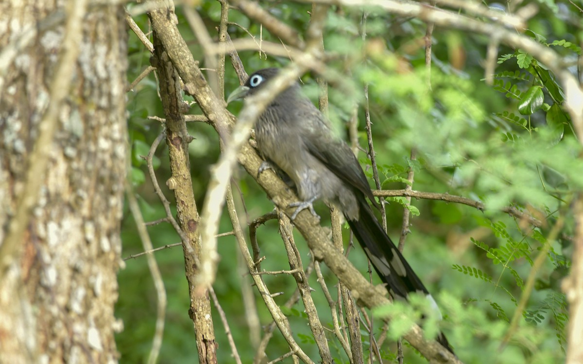 Blue-faced Malkoha - ML590602811