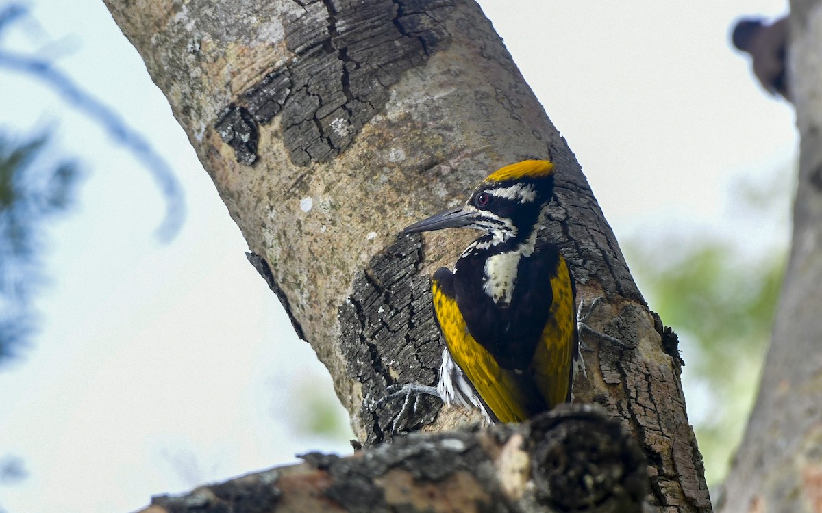 White-naped Woodpecker - ML590602981