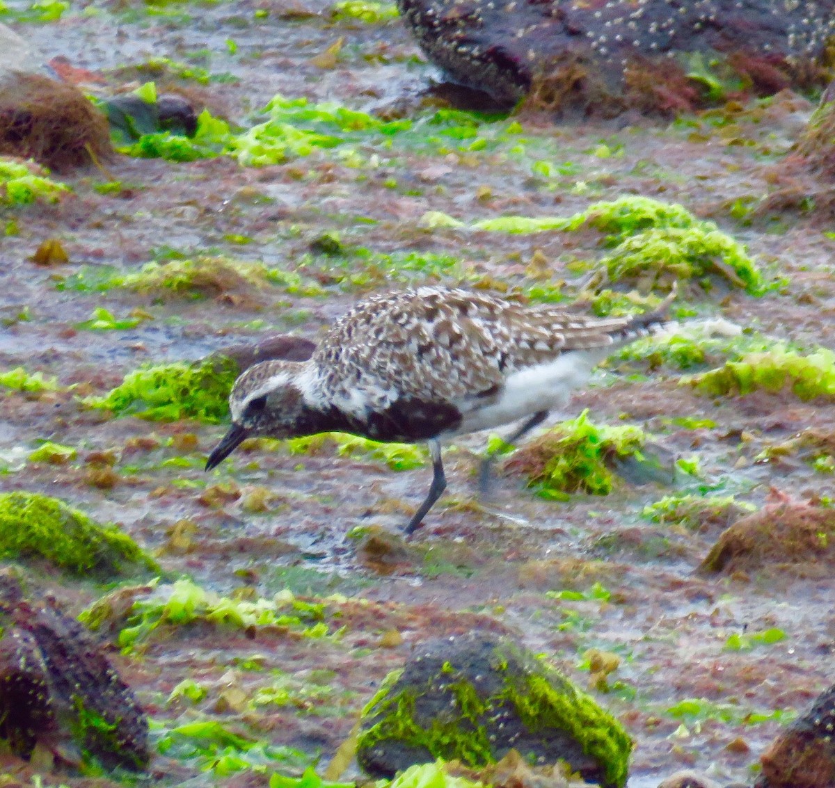 Black-bellied Plover - ML59060351