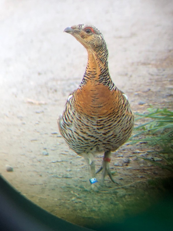 Western Capercaillie - ML590604081