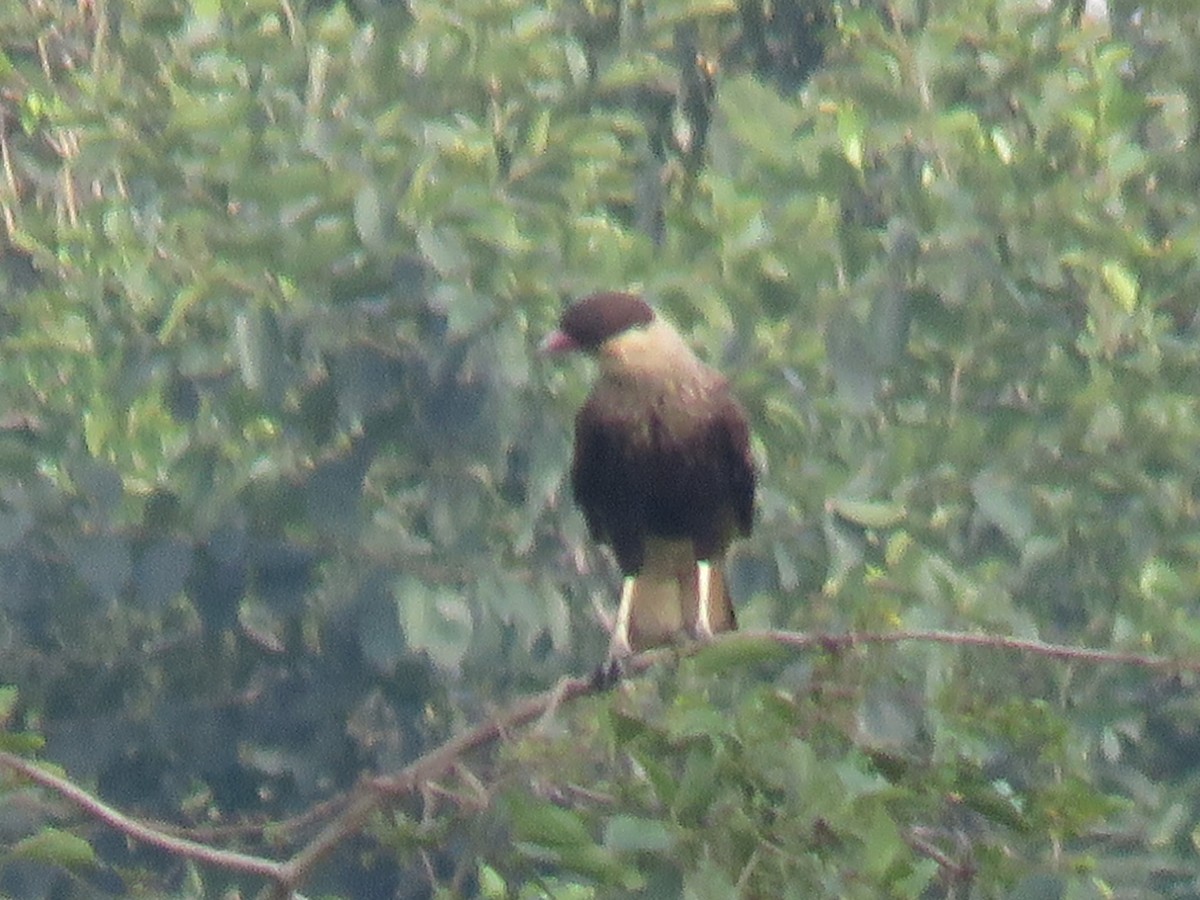 Crested Caracara - ML590604541