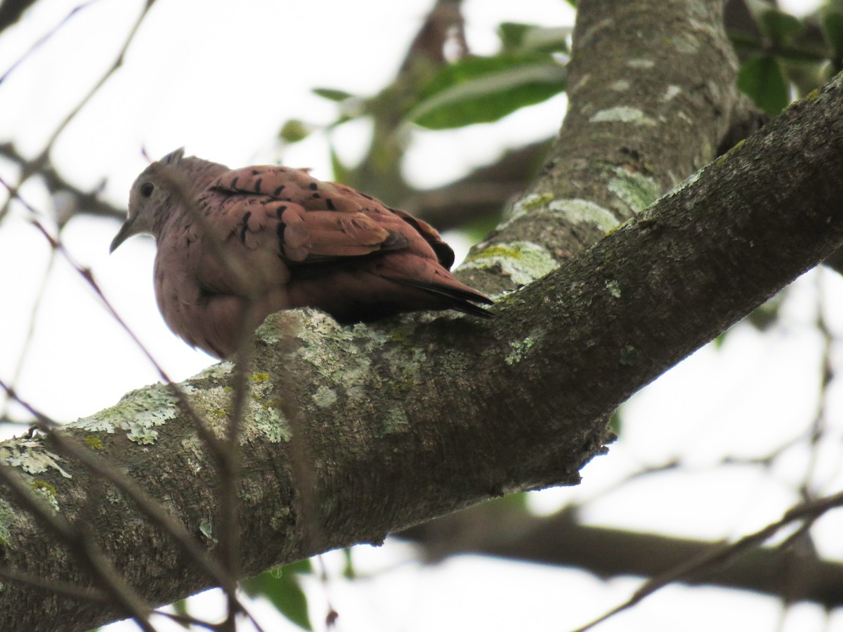 Ruddy Ground Dove - ML590604771