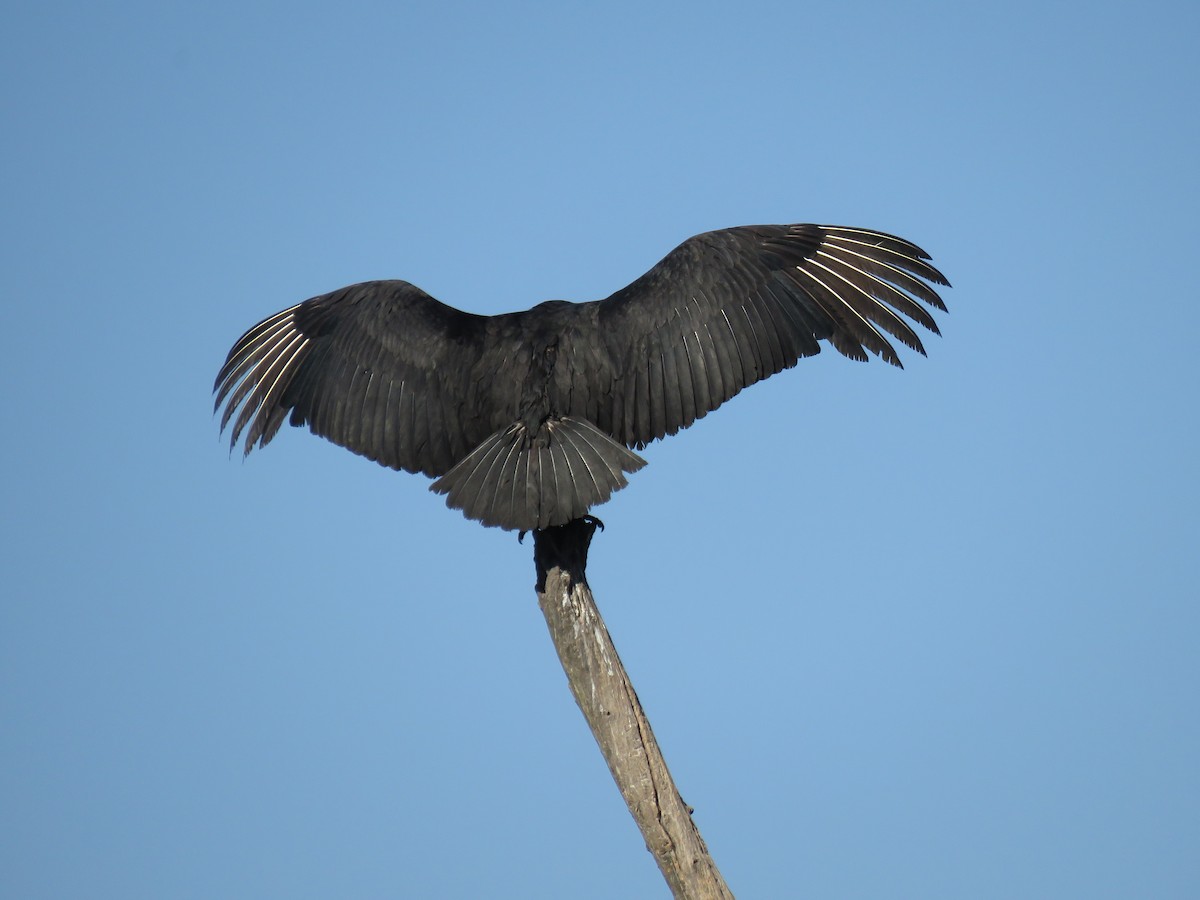 Black Vulture - ML590604871