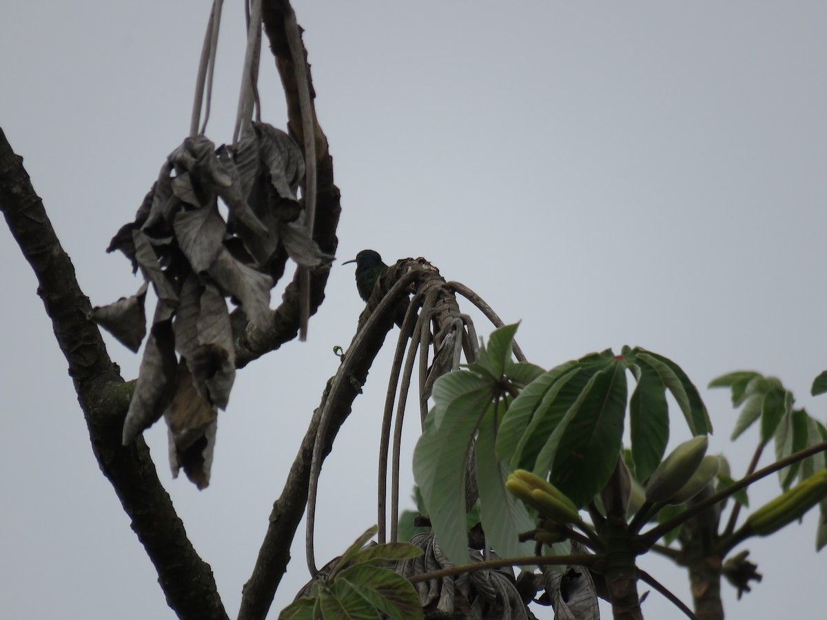 Colibrí Golondrina - ML590605211