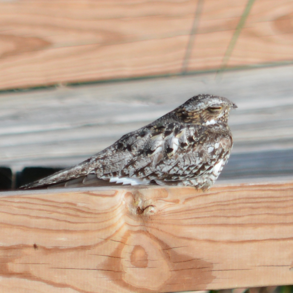 Common Nighthawk - ML59060571