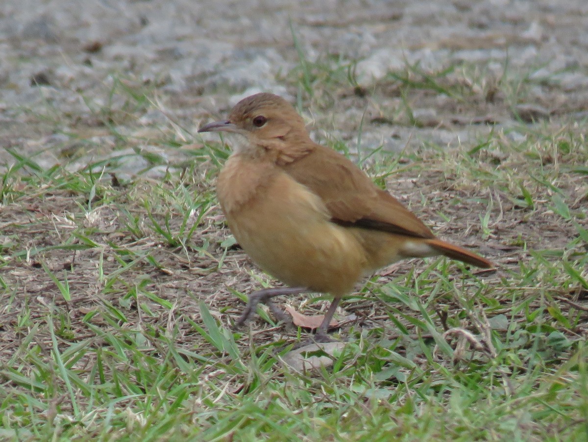 Rufous Hornero - ML590605821