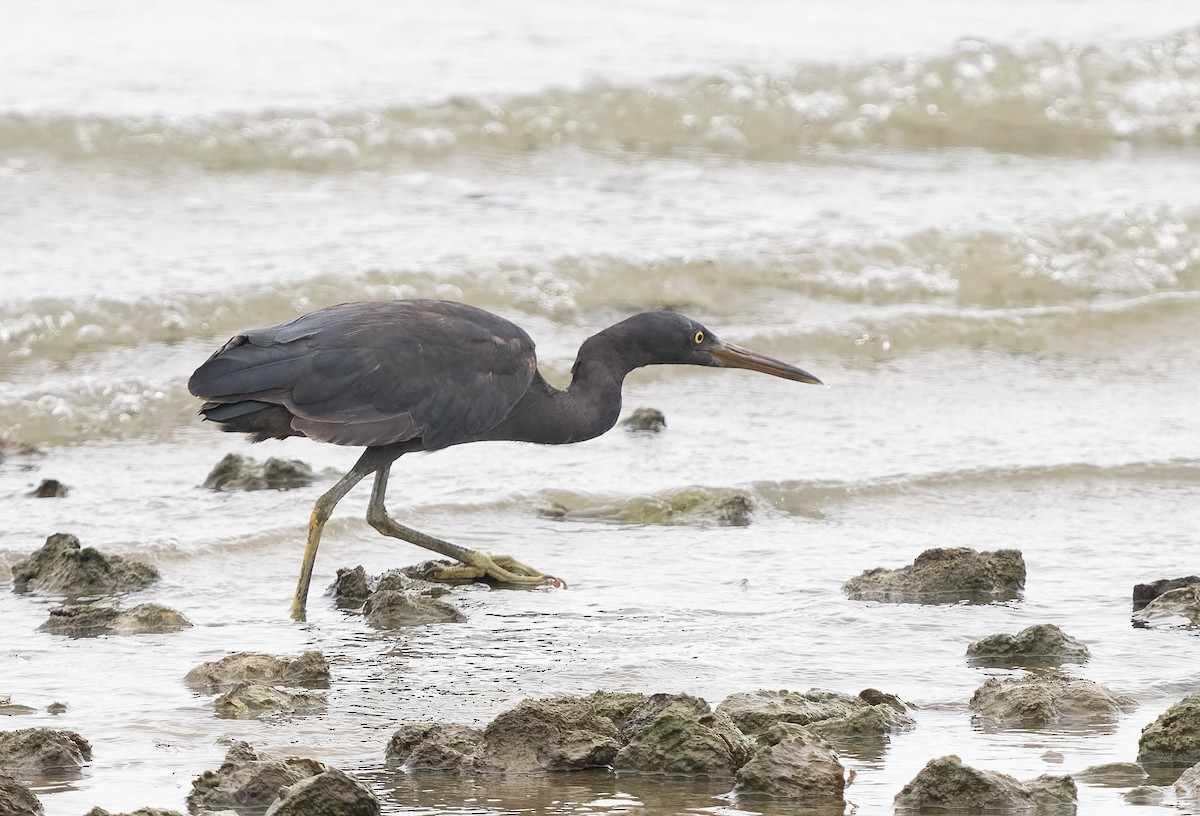 Pacific Reef-Heron - ML590606131