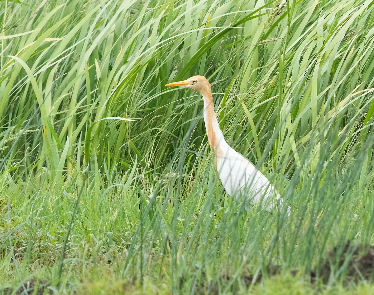 Eastern Cattle Egret - ML590606331