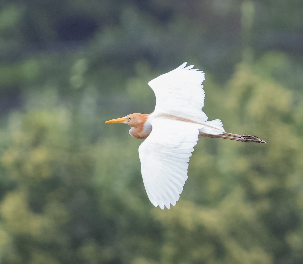 Eastern Cattle Egret - ML590606341