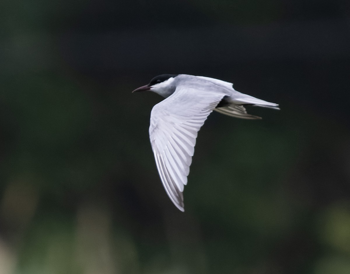 Whiskered Tern - ML590606401