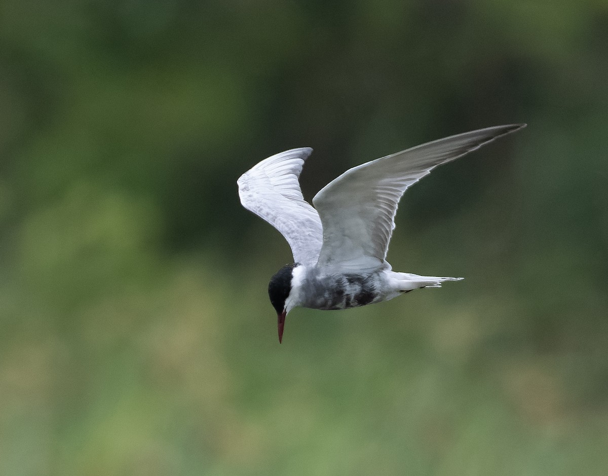 Whiskered Tern - ML590606411