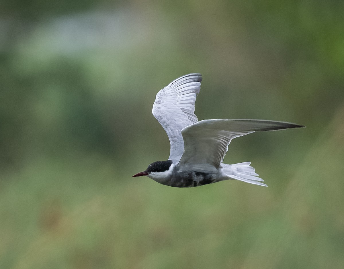 Whiskered Tern - ML590606421