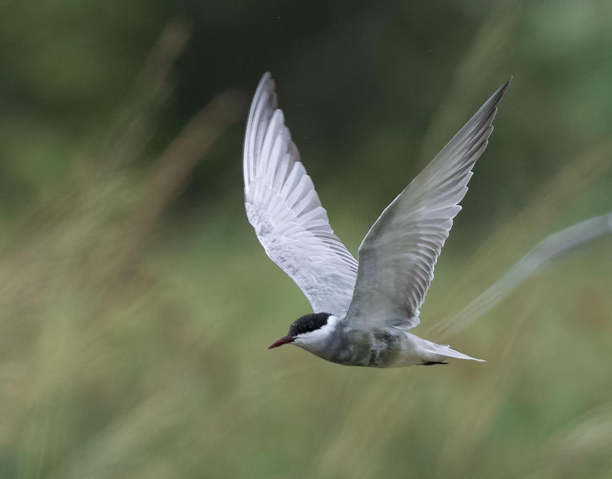 Whiskered Tern - ML590606431