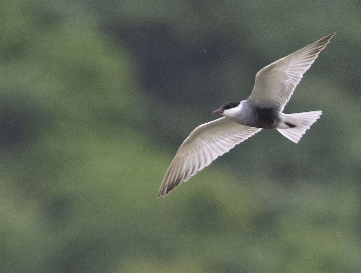 Whiskered Tern - Simon Colenutt