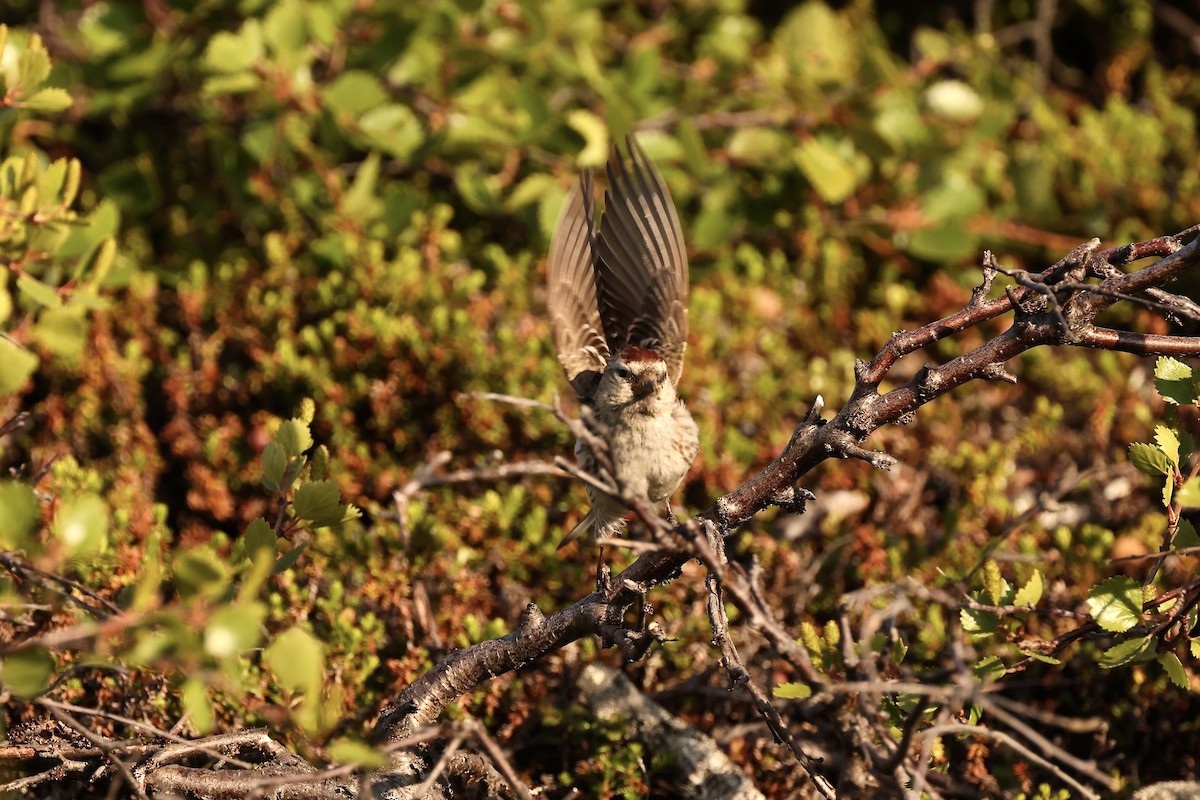 Hoary Redpoll - ML590608521