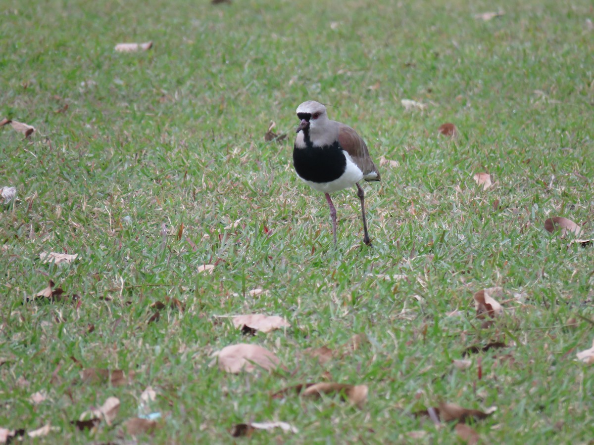 Southern Lapwing - ML590608911