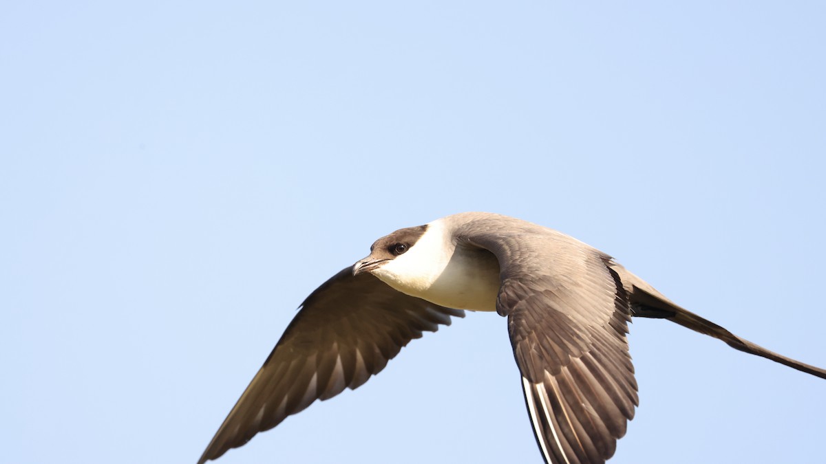 Long-tailed Jaeger - ML590610011