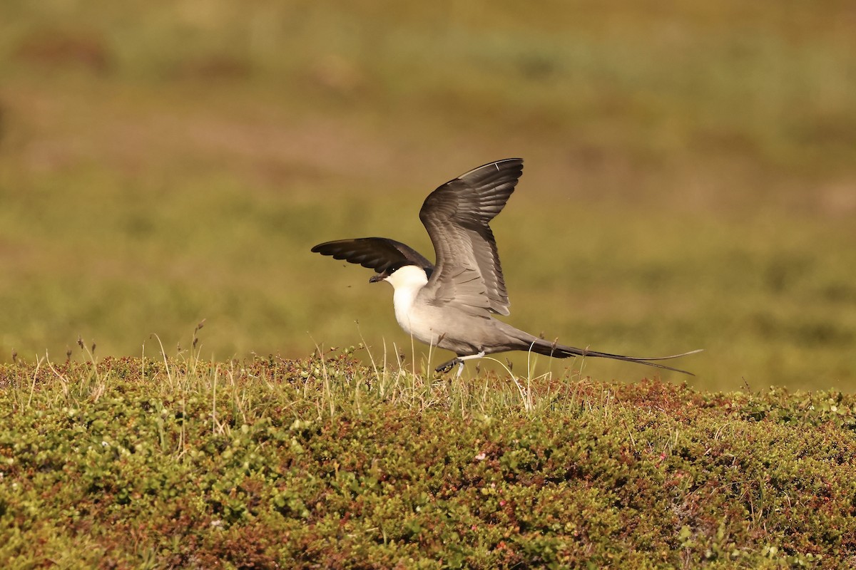Long-tailed Jaeger - ML590610041