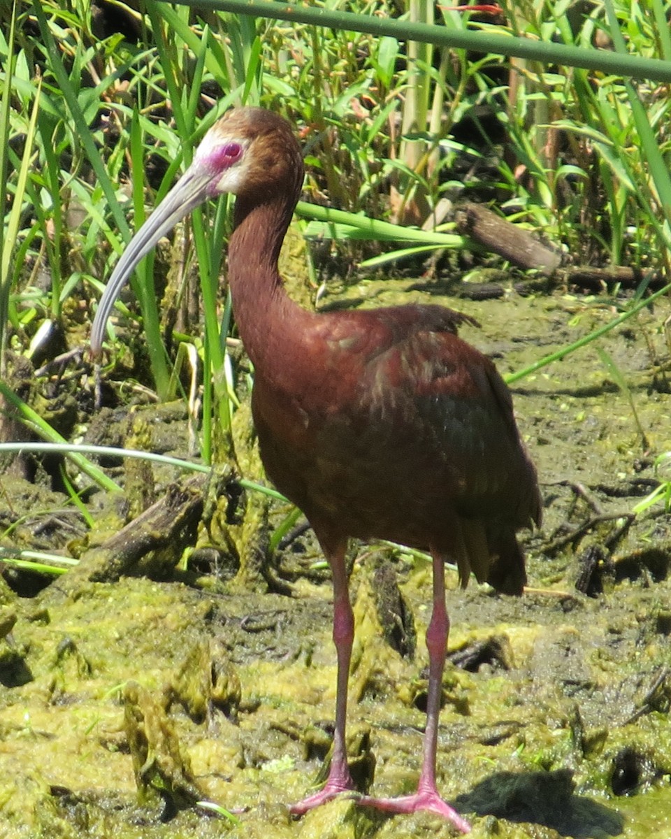 Ibis à face blanche - ML590610171