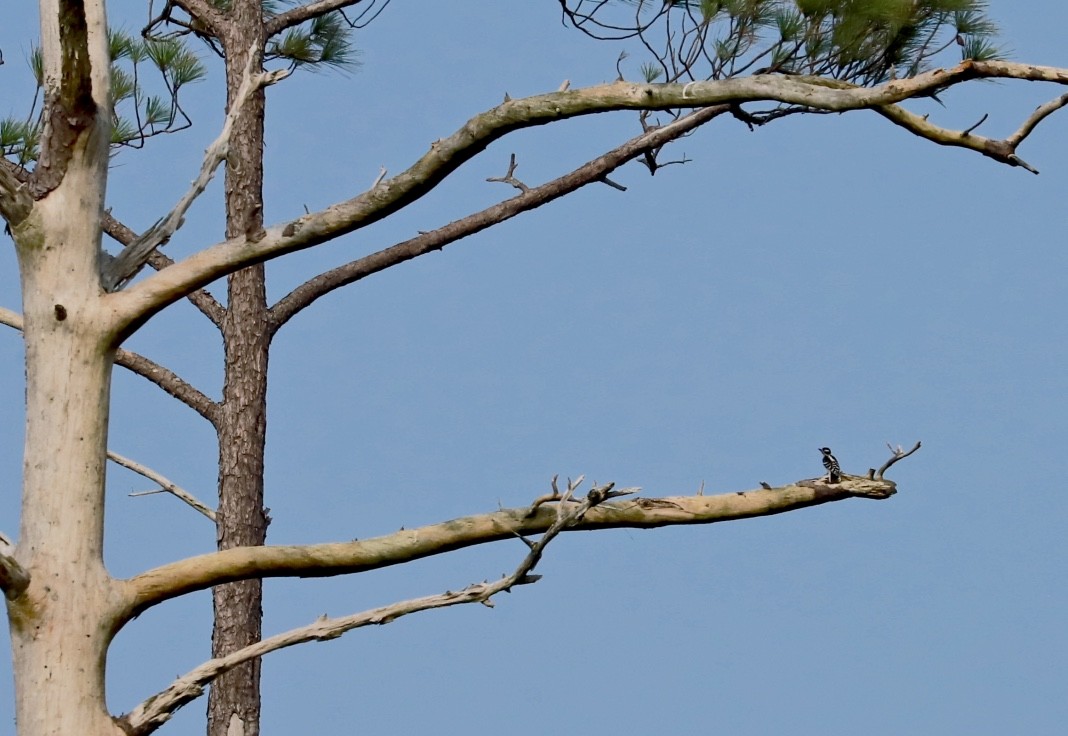 Hairy Woodpecker - ML590610511