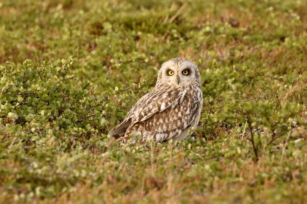 Short-eared Owl - ML590611061