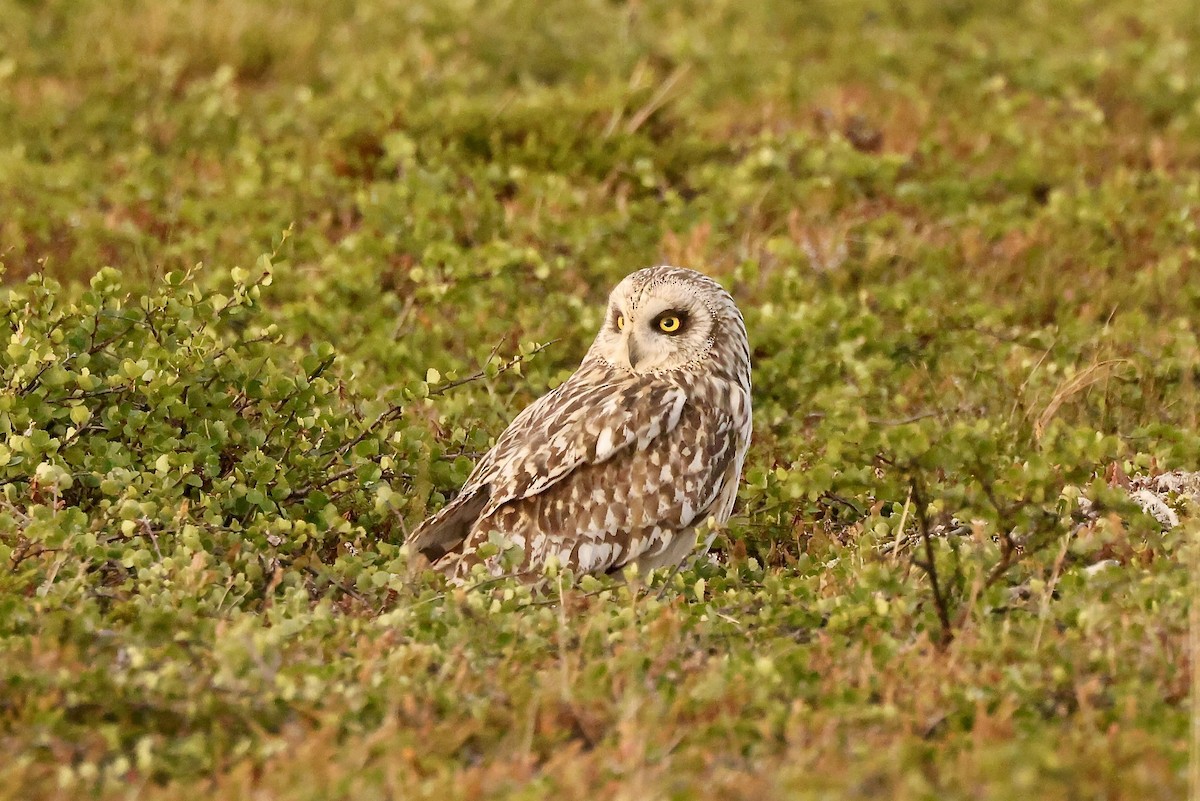 Short-eared Owl - ML590611151