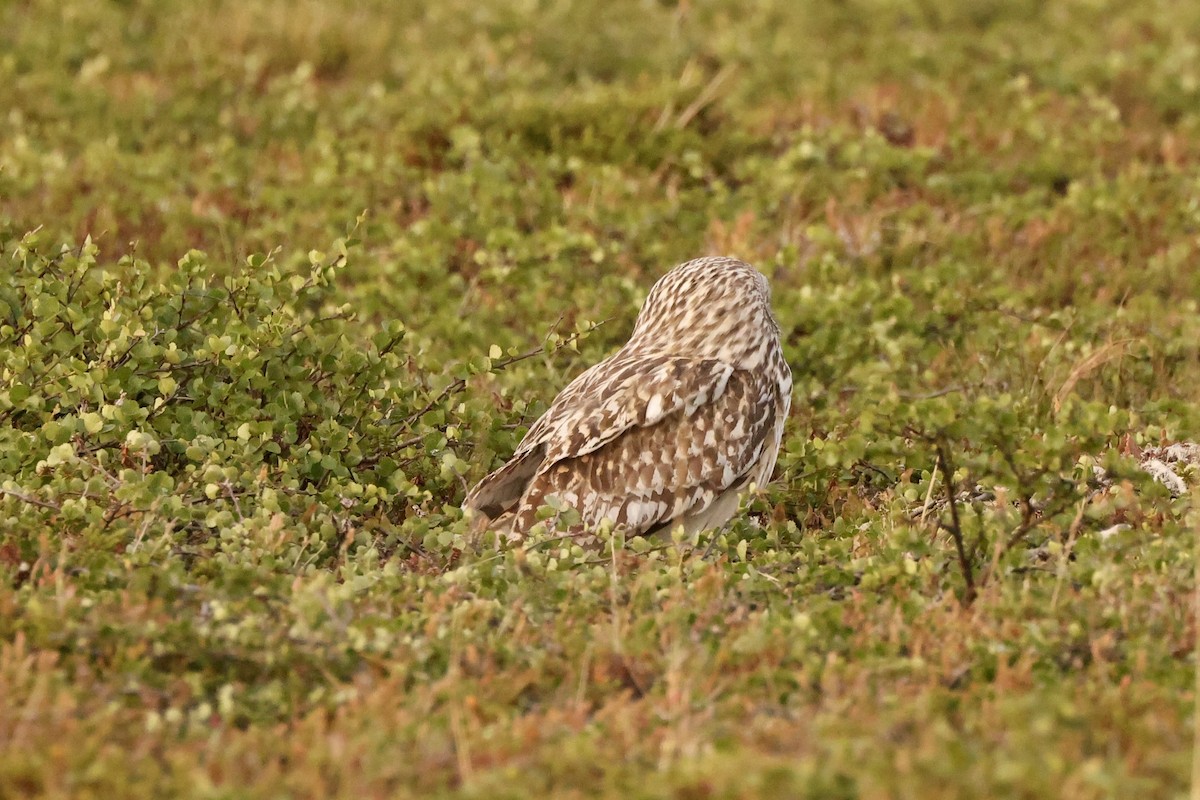 Short-eared Owl - ML590611171
