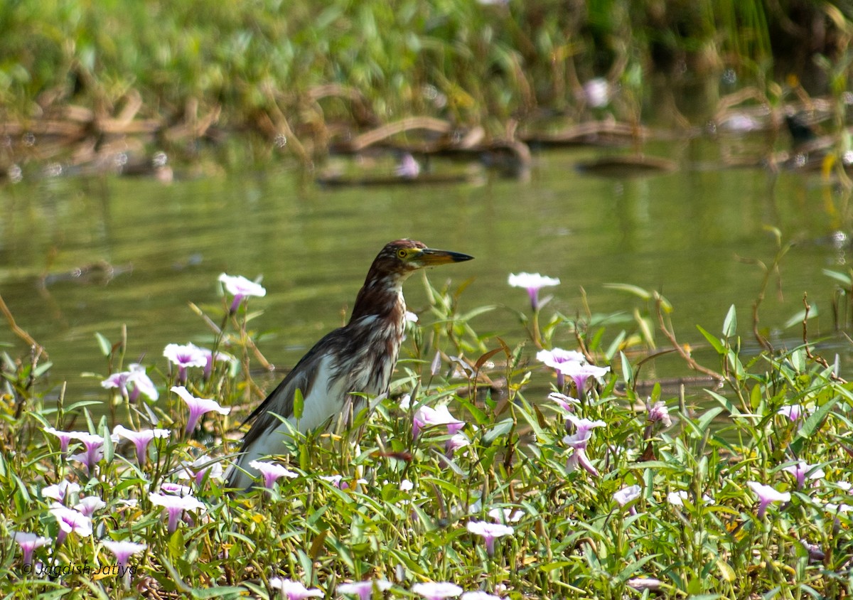 Chinese Pond-Heron - Jagdish Jatiya