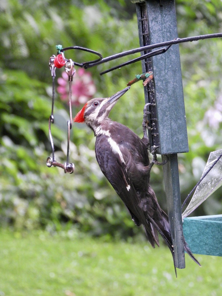 Pileated Woodpecker - ML590612551