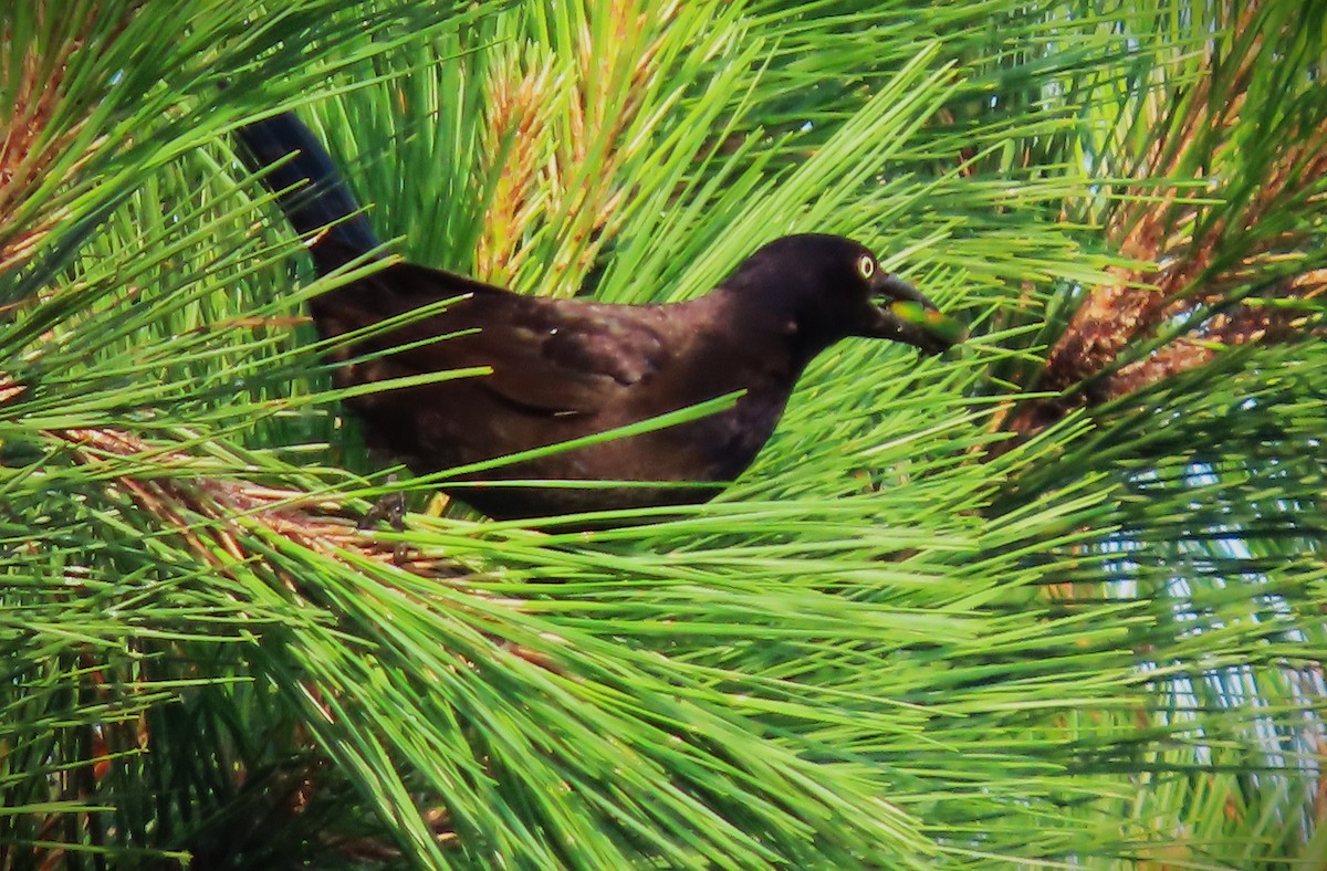 Common Grackle - ML590612671