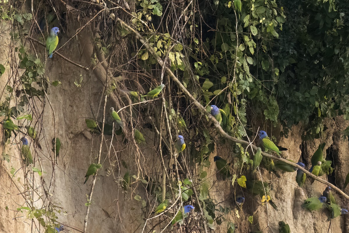 Blue-headed Parrot - Matt Trevillion