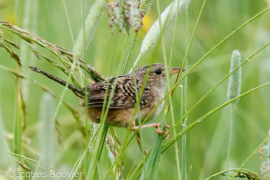 Sedge Wren - Jacques Bouvier