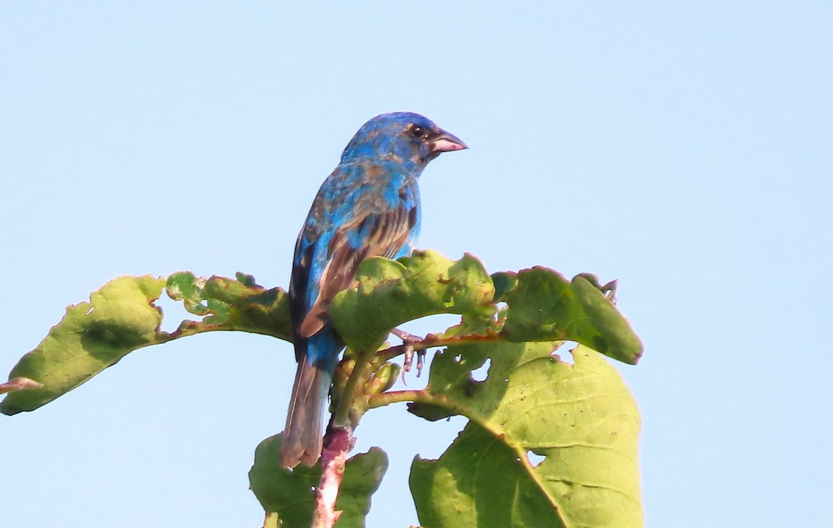 Indigo Bunting - ML590613991